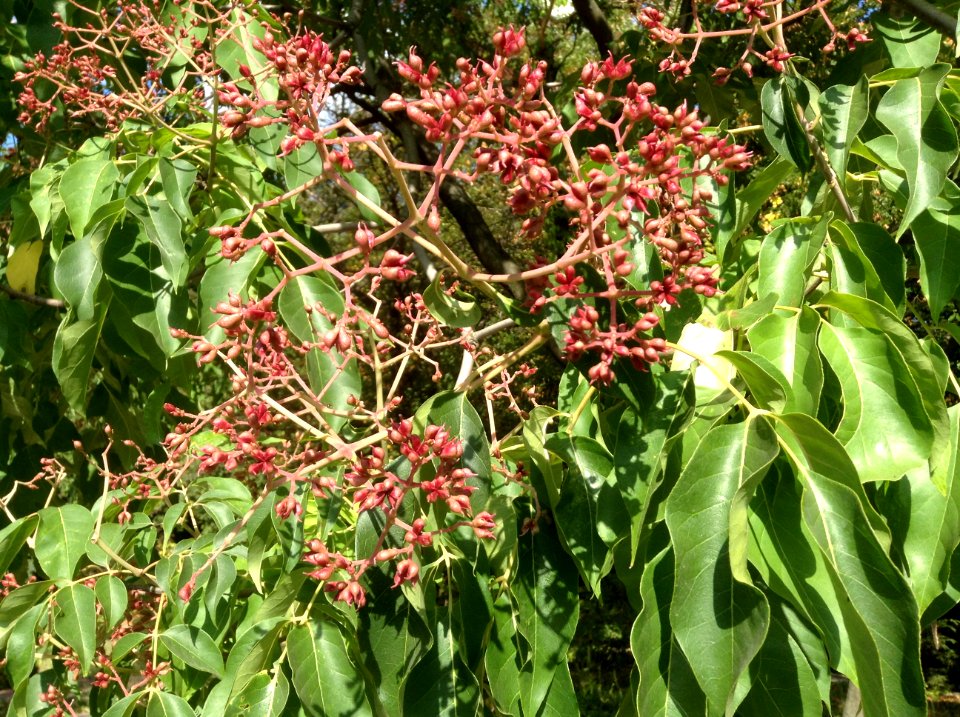 Tetradium daniellii. Unripe fruits
