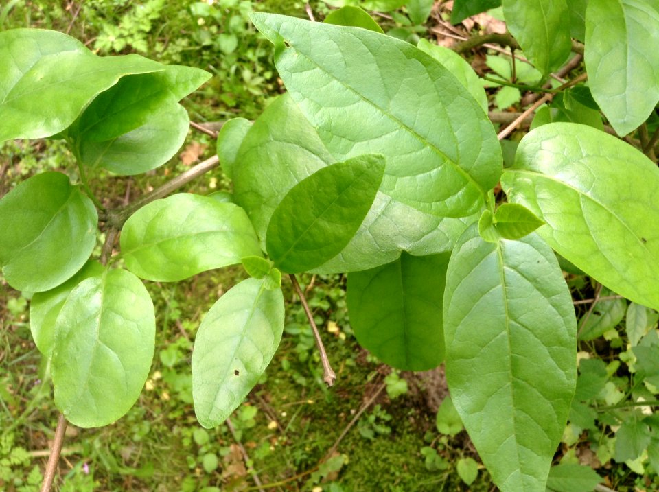 Calycanthus floridus. Leaves