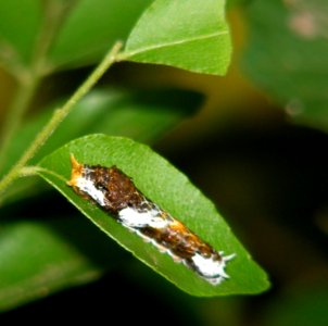 Common Mormon Papilio Polytes Larva