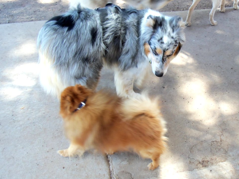 Playing at the bark park