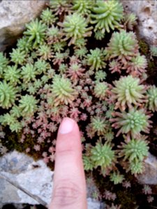 MicroFlowers