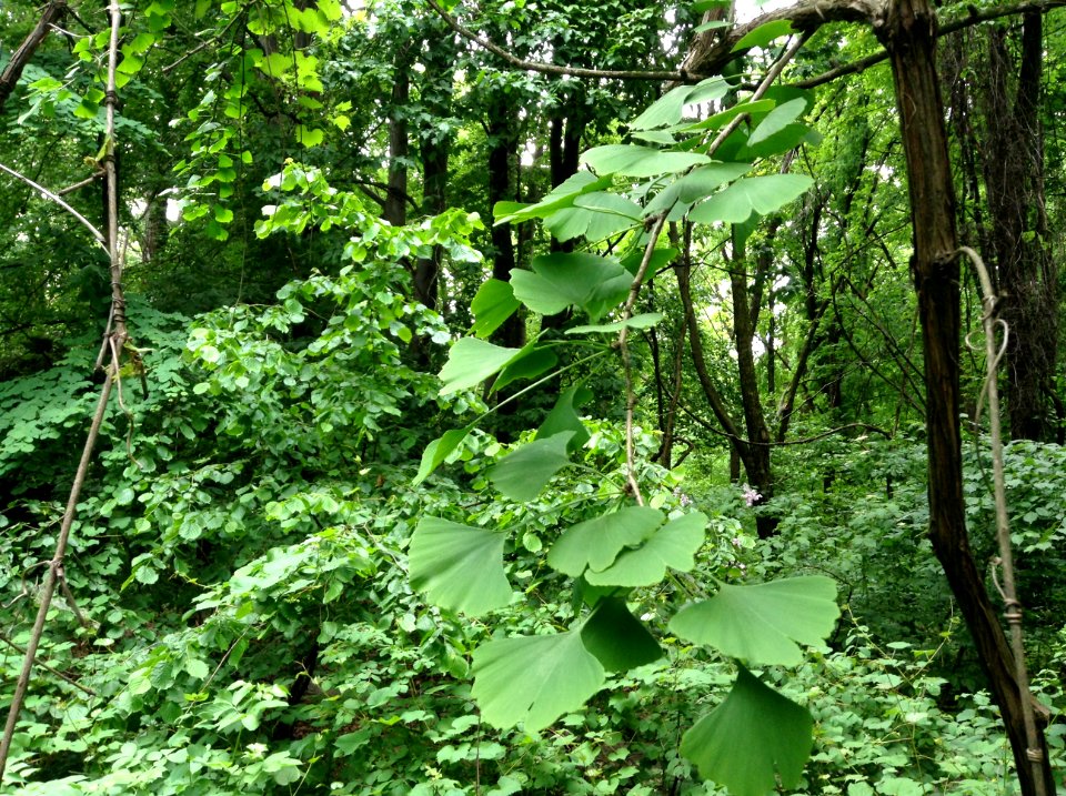 Ginkgo biloba. Leaves