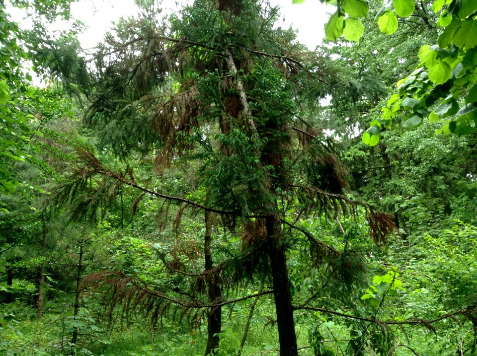 Cryptomeria japonica