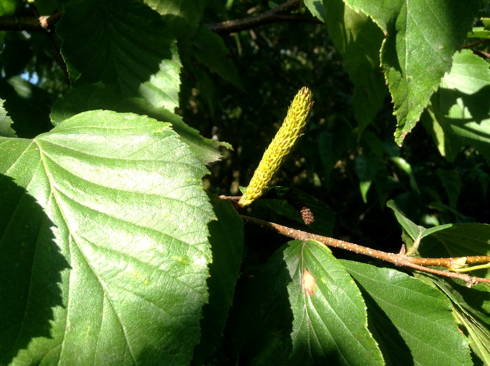 Betula schmidtii. Fruit