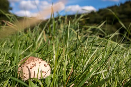 Schirmling meadow edible