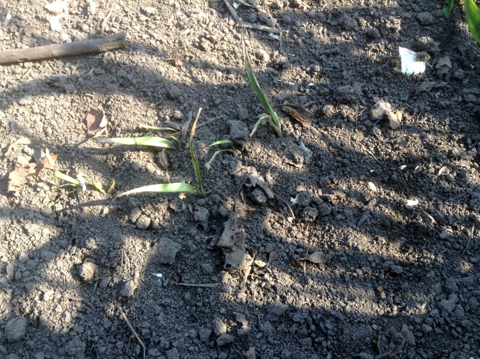 Yucca filamentosa seedlings