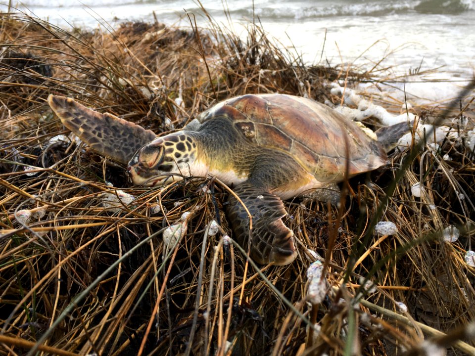 Cold-stunned sea turtle near Ramp 55