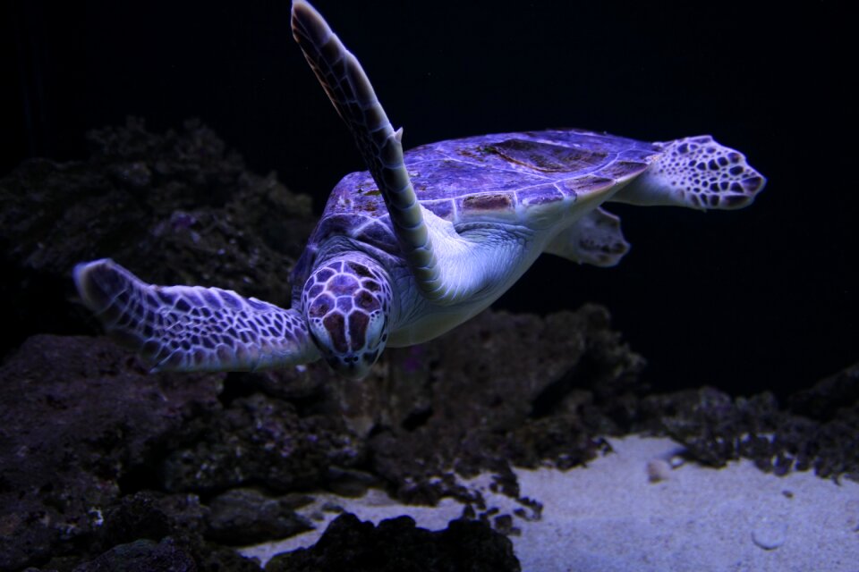 Sea turtles turtle animal