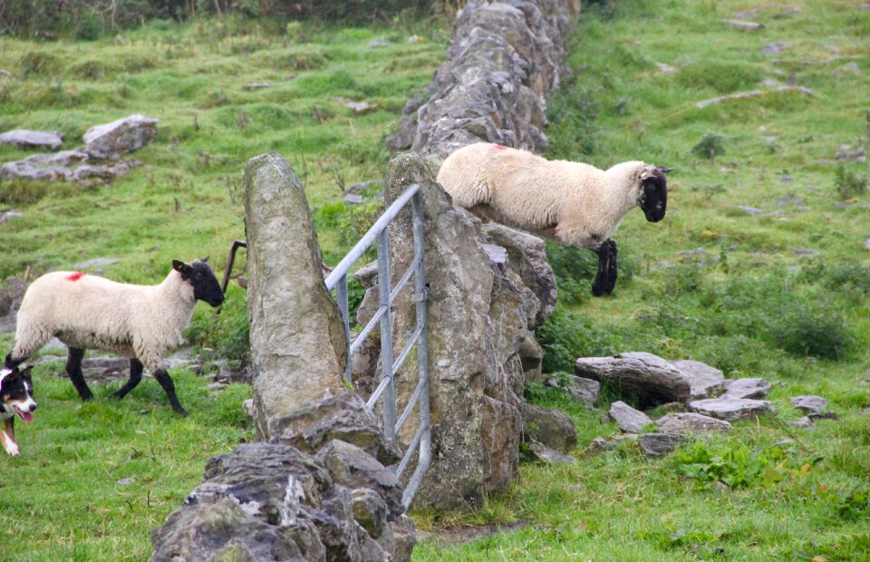 Fence jumping counting