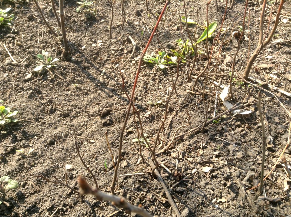 Cercis siliquastrum