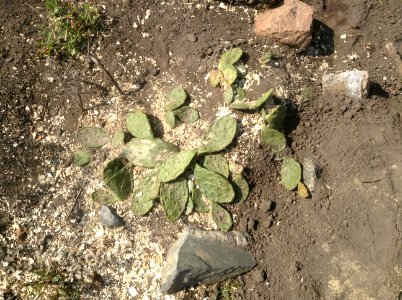 Opuntia humifusa