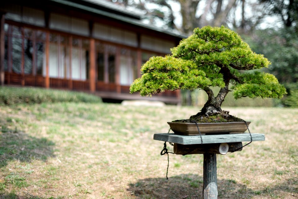 Kiyomasa’s Well Tea House