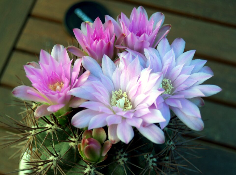 Flowering flora nature