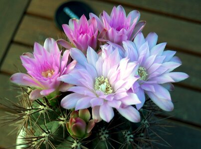 Flowering flora nature