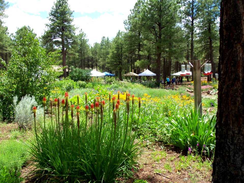 Arboretum at Flagstaff Penstemon Festival