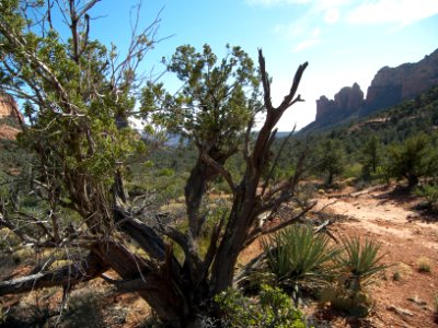 Soldier Pass Trail