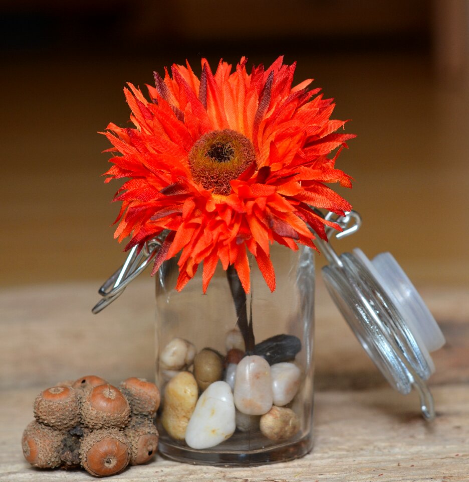Orange blossom bloom