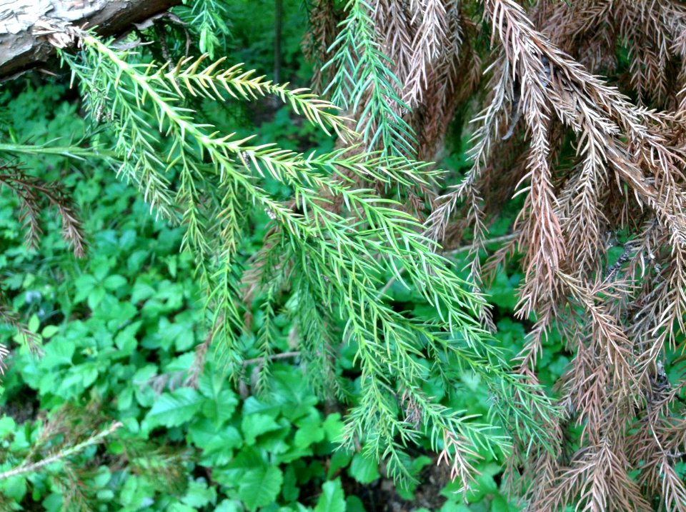 Cryptomeria japonica. Leaves