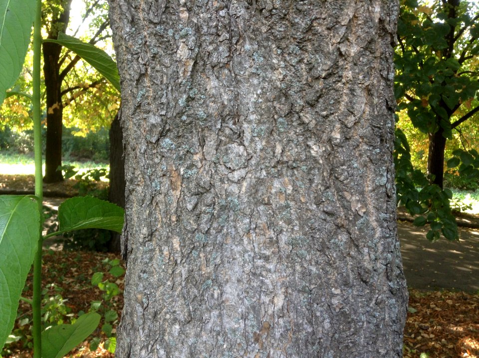 Eucommia ulmoides. Bark