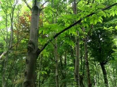 Castanea sativa