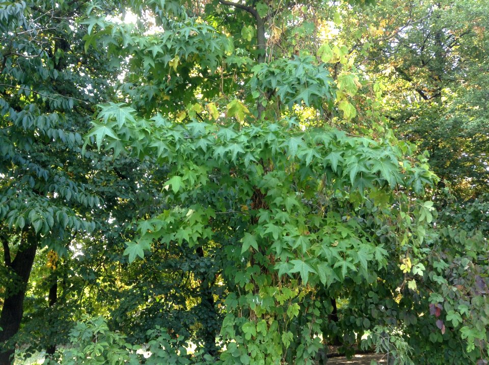 Liquidambar styraciflua