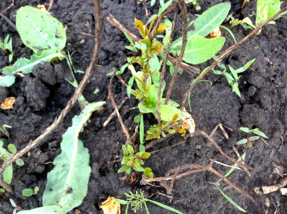 Punica granatum seedlings