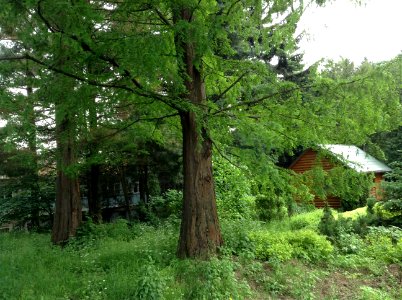 Metasequoia glyptostroboides