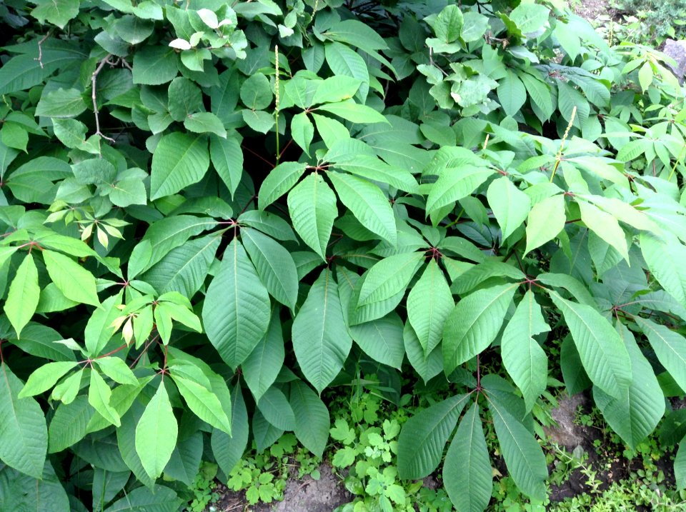 Aesculus parviflora. Leaves
