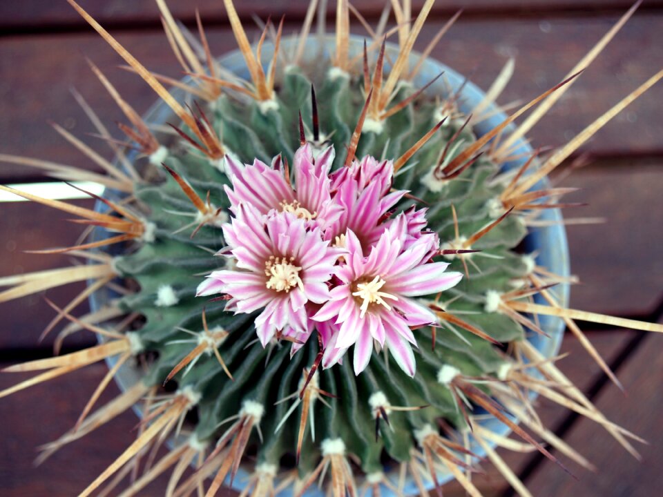 Flowering flora nature