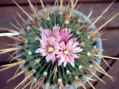 Flowering flora nature