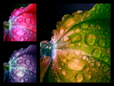 Color drop of water spring