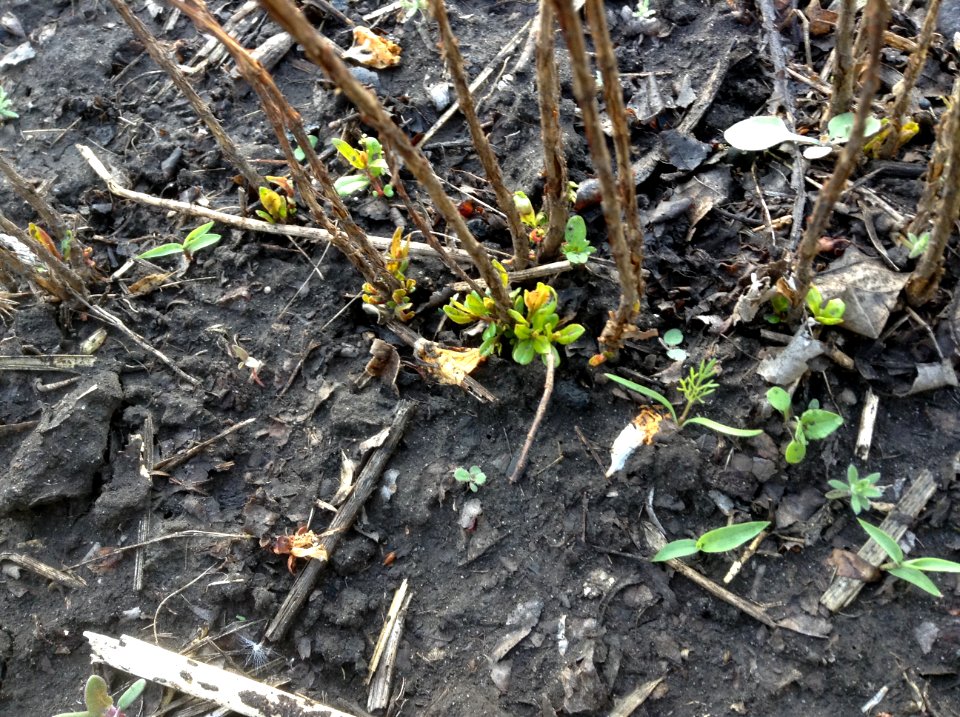 Punica granatum seedlings