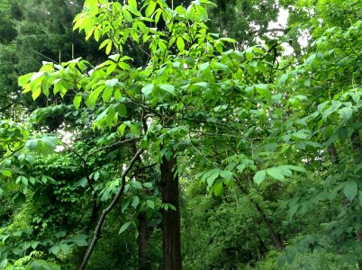 Aesculus parviflora