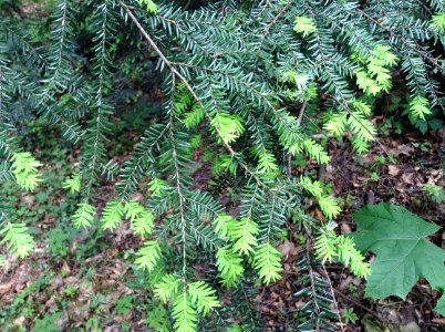 Tsuga canadensis. Leaves