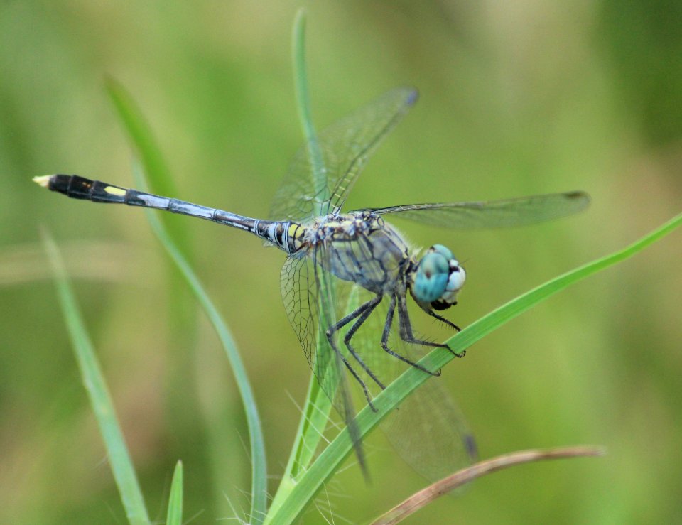 Diplacodes trivialis Rambur, 1842 – Blue Ground Skimmer
