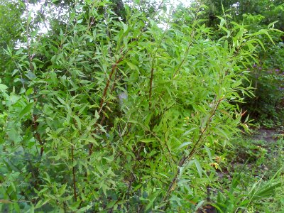 Prunus amygdalus
