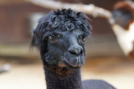 Wool fluffy paarhufer