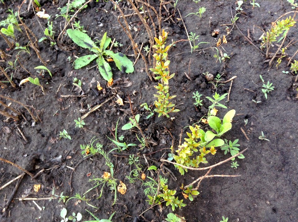 Punica granatum seedlings