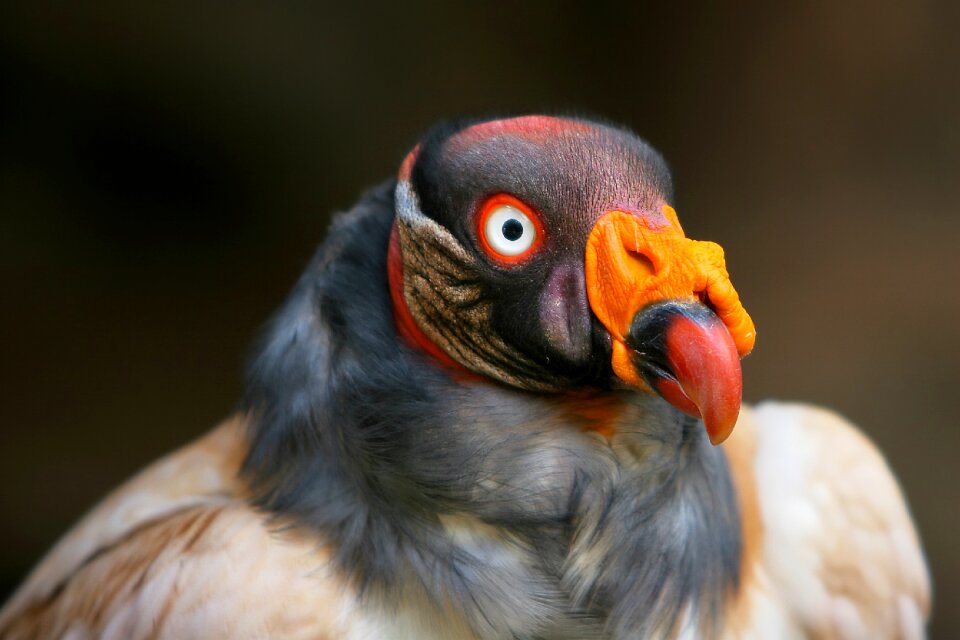 Animal portrait wild animal animal world