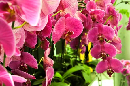 Flowers plant orchid