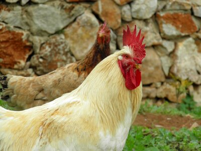 Rooster range chicken photo