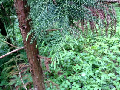 Cryptomeria japonica. Leaves