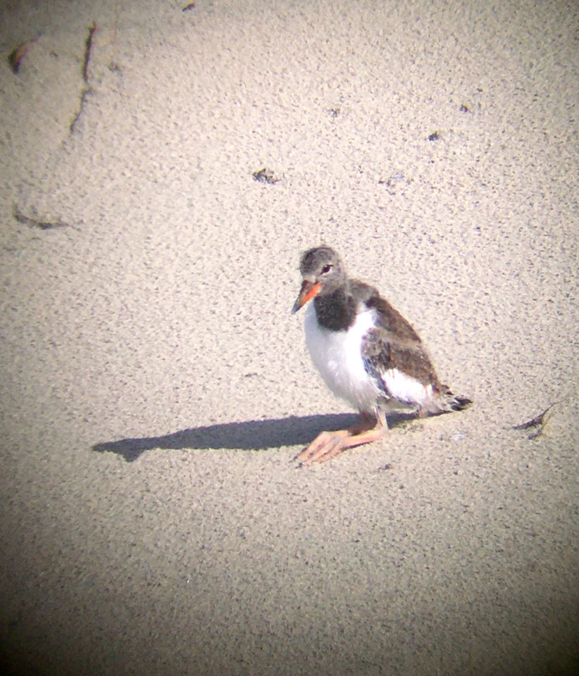 A 22-day-old American oystercatcher chick on Ocracoke Island taking a load off