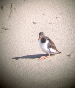 A 22-day-old American oystercatcher chick on Ocracoke Island taking a load off