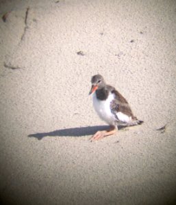 A 22-day-old American oystercatcher chick on Ocracoke Island taking a load off photo