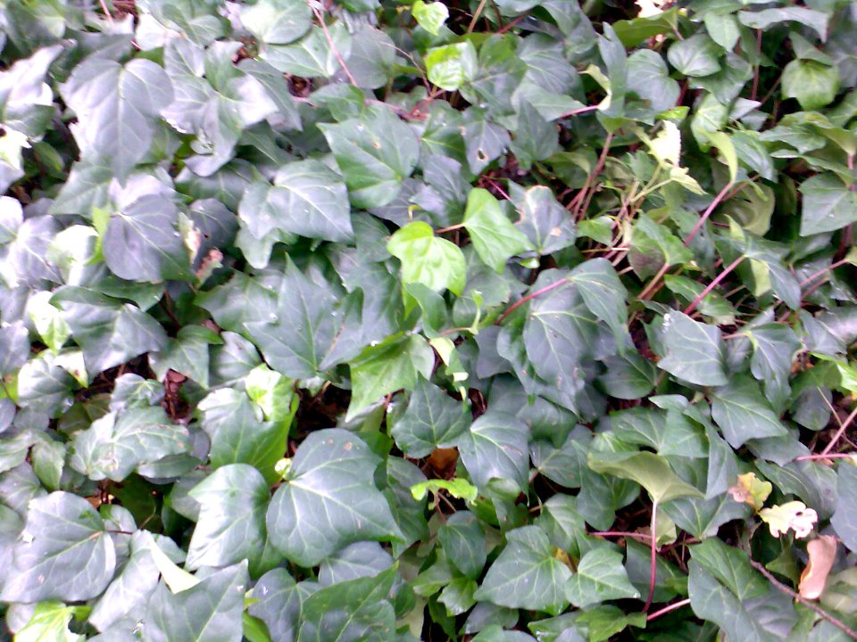 Hedera canariensis