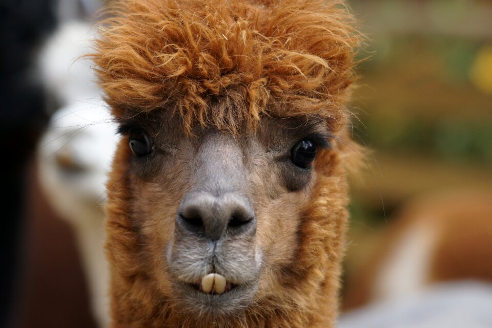 Wool fluffy paarhufer