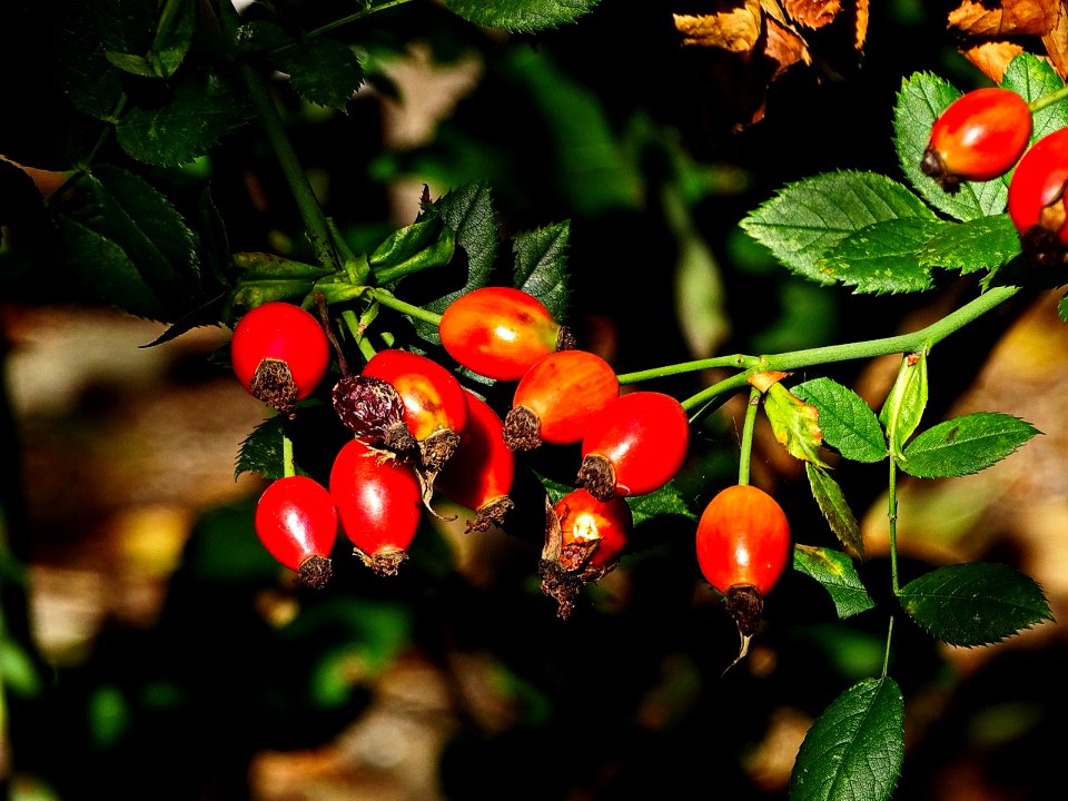 HerbstImpression 160922G