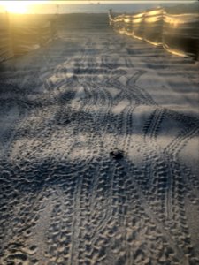 Sea turtle on its way to the ocean photo