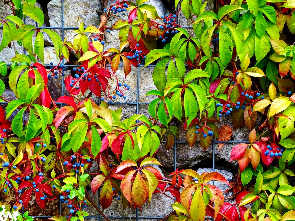 HerbstImpression 160922B